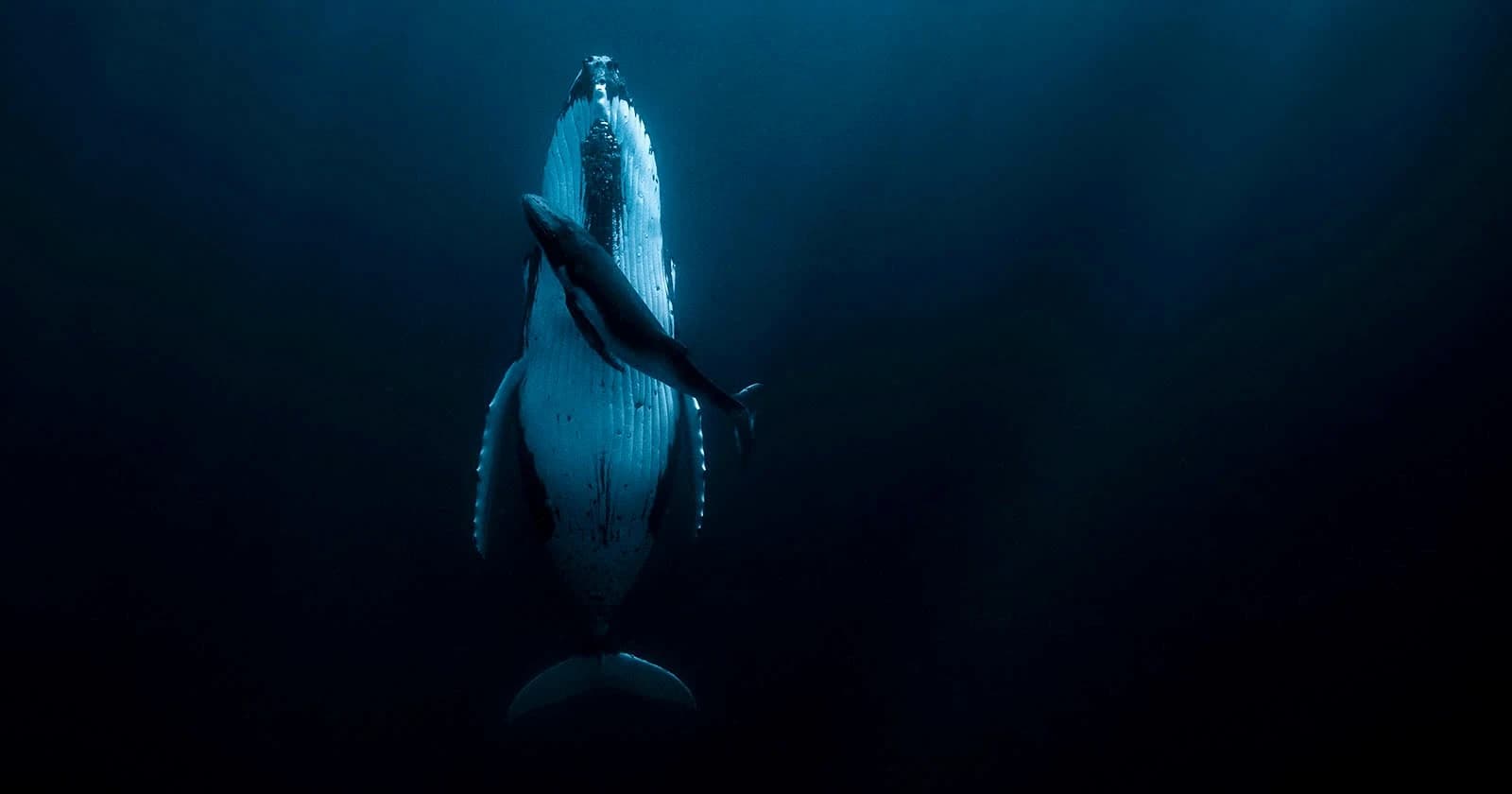 A humpback whale rising gently through deep blue ocean water towards the light
