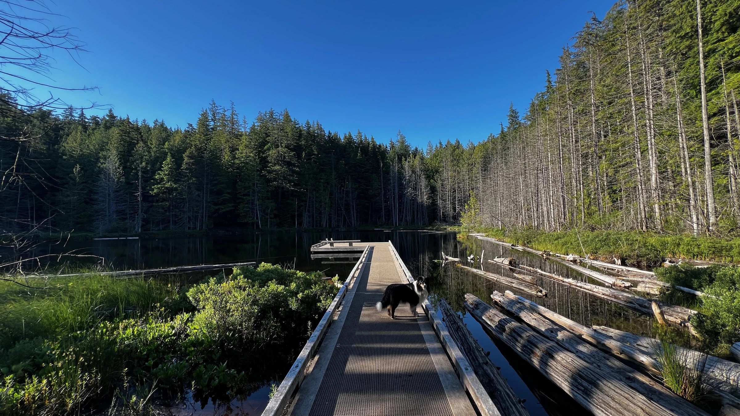 A boardwalk crossing a still forest lake towards the trees