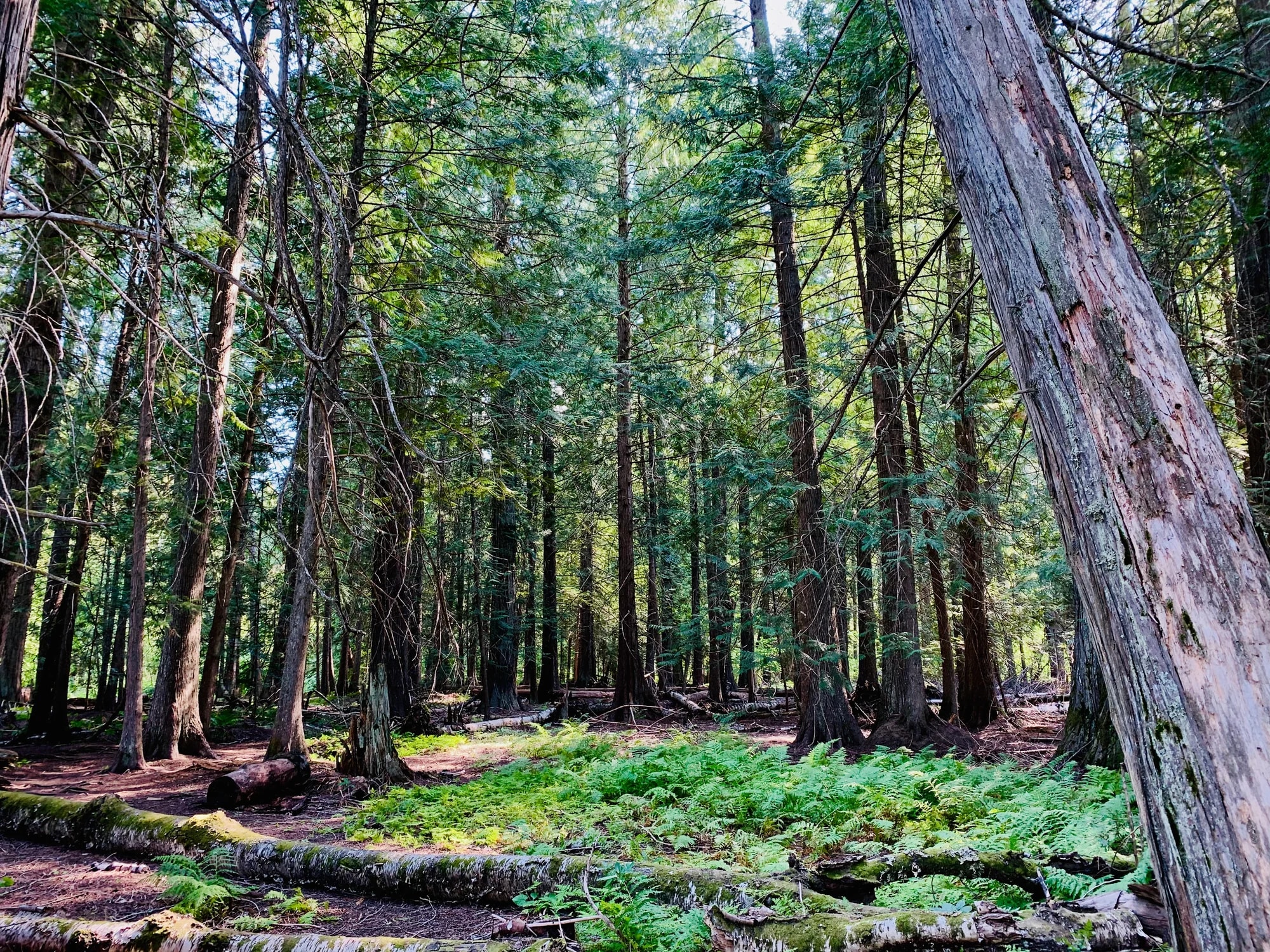 Sunlight falling through a stand of tall old-growth forest trees