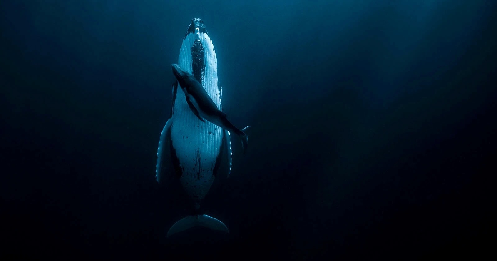 A humpback whale rising gently through deep blue ocean water towards the light